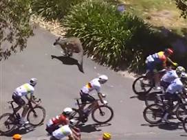 הקנגורו על המסלול | צילום מסך
