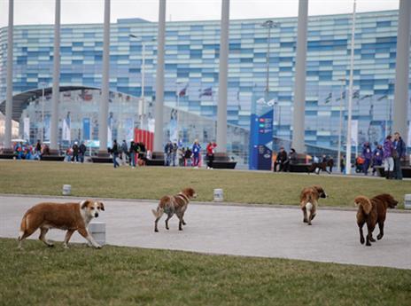 אפילו הכלבים משוטטים, מתחת לאף של פוטין