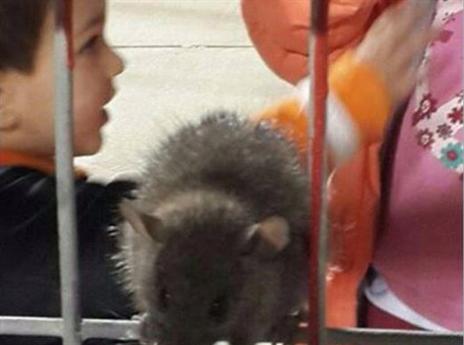 זה מה שהתגלה ליד המזנונים בווסרמיל