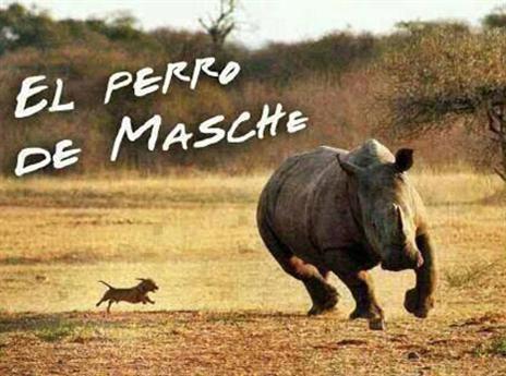 זה הכלב של מסצ'ראנו? (‎#maschefacts)