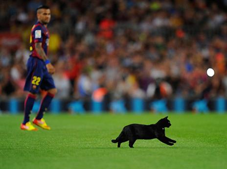 החתול שכמעט גנב את ההצגה (getty)