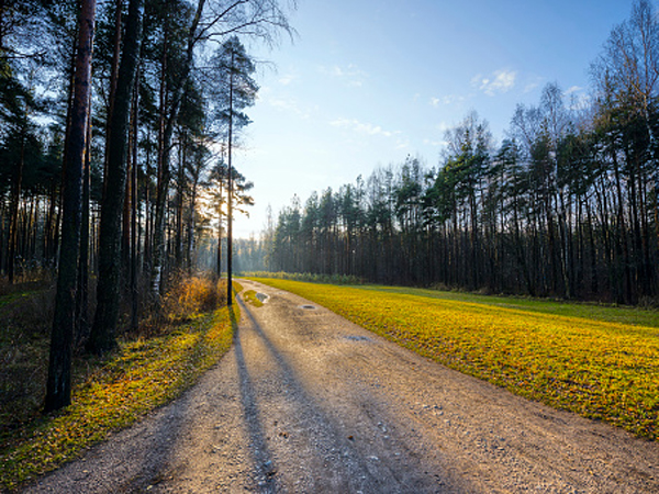 שדרות עצים, ירוק מאופק לאופק  ונוף רוסי אין סופי