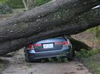 עץ קרס על רכב והורידו מהכביש, אך מי ישלם?