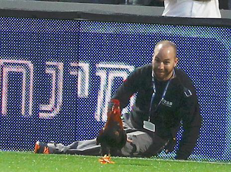 מי אמר קוקוריקו? סאגת התרנגול עדיין לא תמה (אלן שיבר)