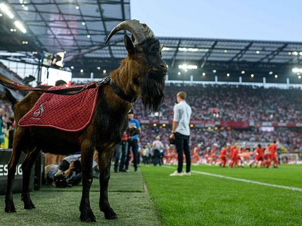 הנס. הפעם לא היה במגרש (GETTY)
