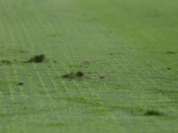 (ברני ארדוב)