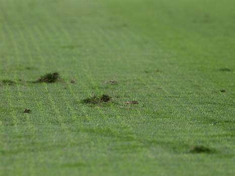 (ברני ארדוב)