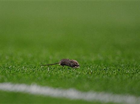 עכבר מטייל על הדשא באולד טראפורד