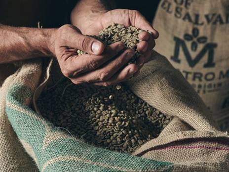 פולי קפה איכותיים | צילום: אמיר מנחם