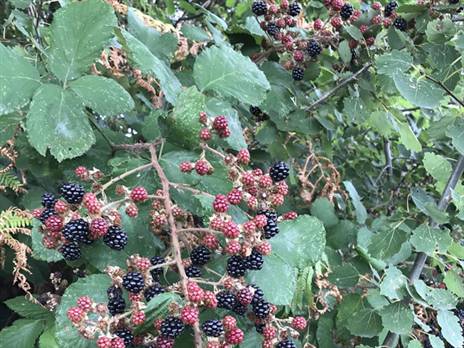 אכילת פטל בצידי הדרכים