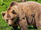 טרגדיה: יצא לרוץ ביער ונהרג ע"י דוב