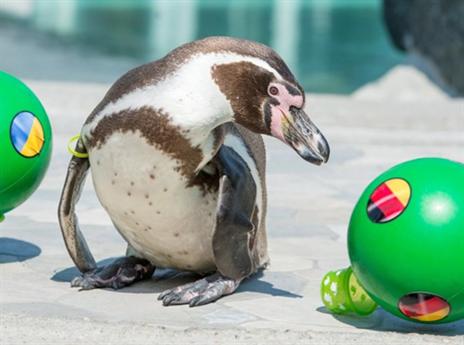 הפינגווין שמשגע את אוהדי היורו (getty)