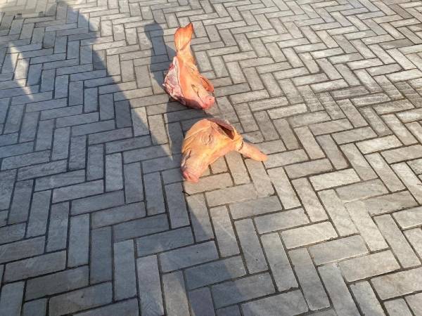 תמונות קשות לצפייה (צילום: הפועל תל אביב)