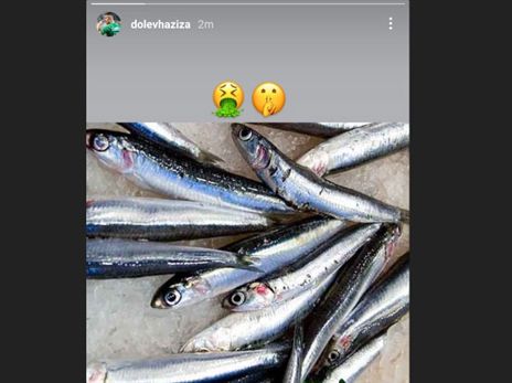 חזיזה, המשיך את העקיצות