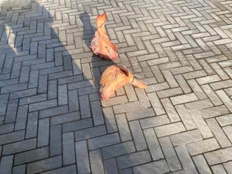 תמונות קשות לצפייה (צילום: הפועל תל אביב)