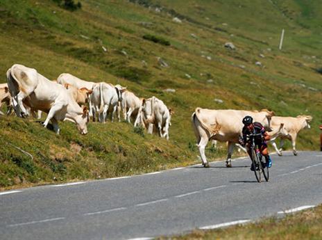 הפרות כמעט גרמו לאסון (getty)