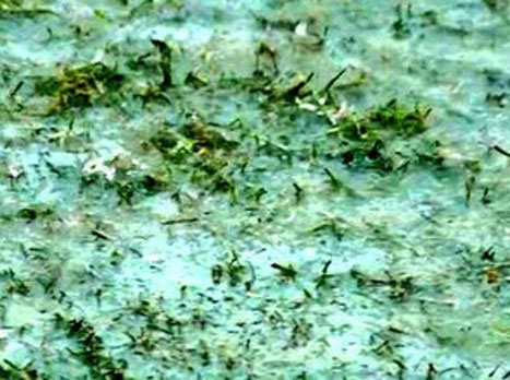 כר הדשא שגרם לשחקני פאנדורי לסרב לעלות למחצית השניה (מתוך: טוויטר)