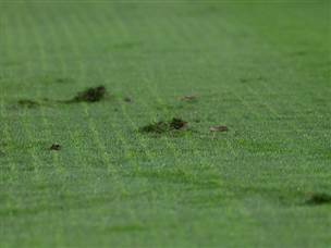 הדשא אכן הפריע (צילום: ברני ארדוב)