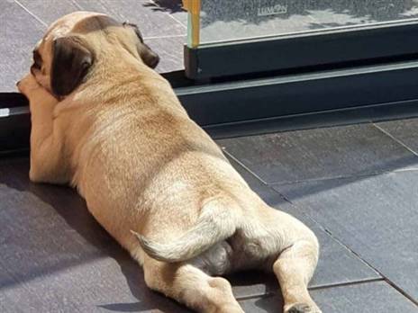 הכלב "אנפילד". יורנטה לא ישכח את האצטדיון הזה