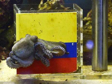 מה הסיכוי? (Getty)