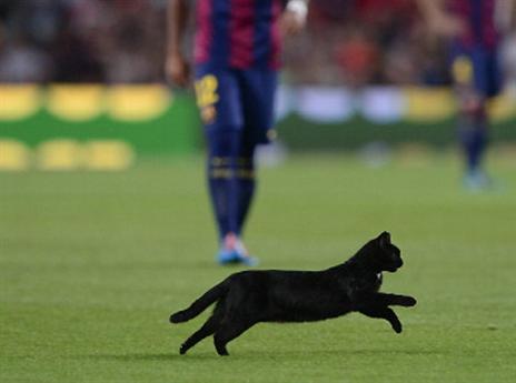 לא ניחס. החתול שפרץ לקאמפ נואו (GETTYIMAGES)