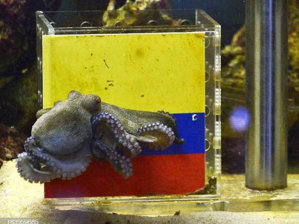 מה הסיכוי? (Getty)