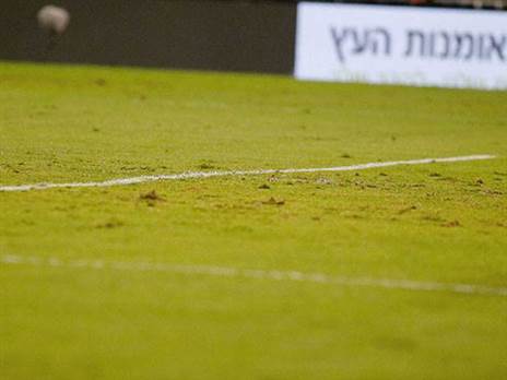 מבט מקרוב על הדשא