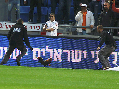 גם הוא גנב את ההצגה לרגע. התרנגול (אלן שיבר)