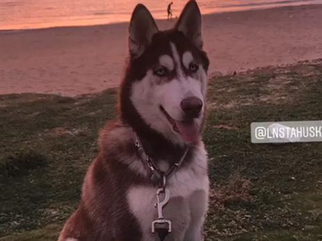 (מתוך אינסטגרם)