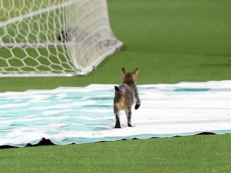 גם החתול הצליח להגיע בקלות (ברני ארדוב)