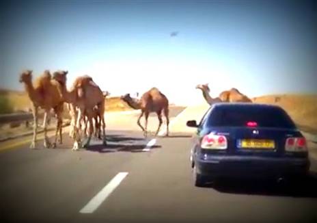 (צילום: באדיבות עמותת אור ירוק)