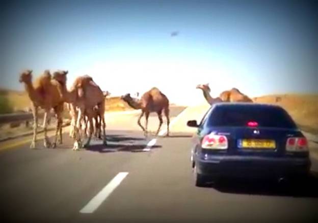 (צילום: באדיבות עמותת אור ירוק)