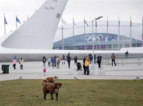 ומה עם קצת פסטורליה? הכפר האולימפי בסוצ'י הוא אתר תיירות לכל דבר