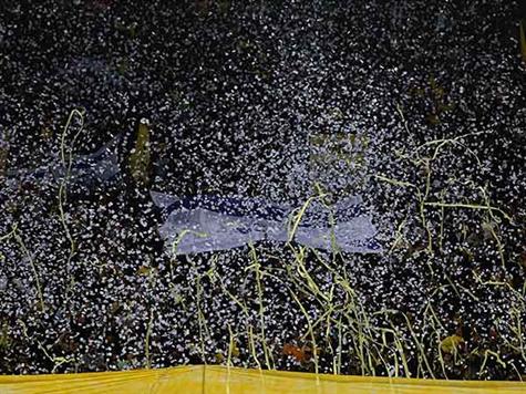 הקללות ירשמו בדו``ח? (אלן שיבר)